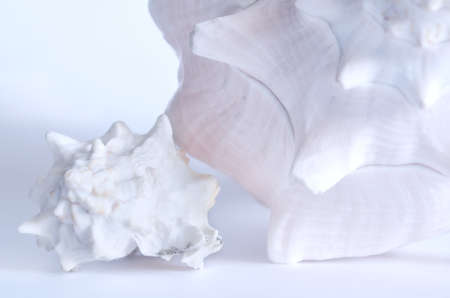 Large and medium sea shell. Background in pastel colorsの写真素材