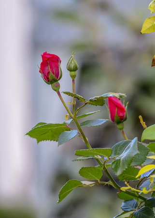 Flowers and bud of a red rose on a bush in the garden close up. Ornamental gardening themeの写真素材
