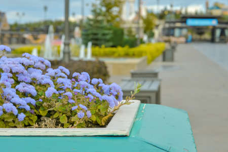 Small lilac flowers in a large pot as a decoration for a public park.の写真素材