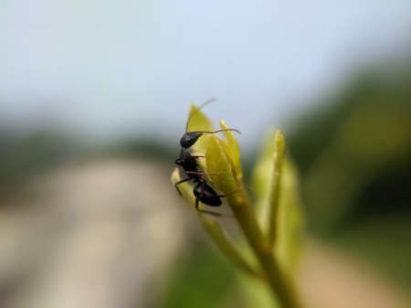 ants garden green leaves plant to sit antsの写真素材