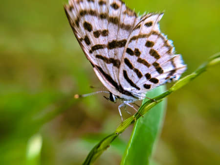 butterfly garden green leaves plant to sit butterflyの写真素材