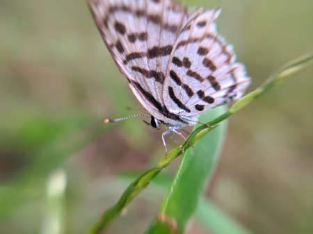 butterfly garden green leaves plant to sit butterflyの写真素材