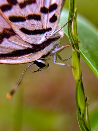butterfly garden green leaves plant to sit butterflyの写真素材