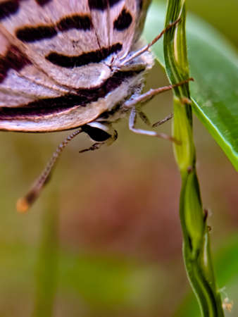 butterfly garden butterfly green leaves plant to sit butterflyの写真素材