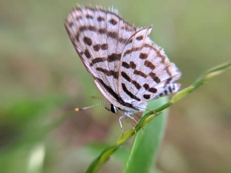 butterfly garden butterfly green leaves plant to sit butterflyの写真素材