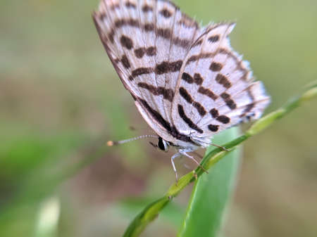 butterfly on leaf garden butterflyの写真素材