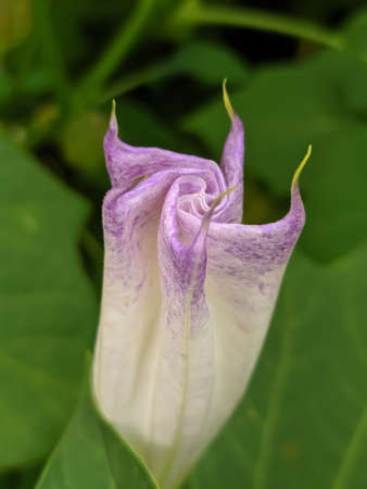 Datura stramonium flower on leaf garden flower white flowers garden flowerの写真素材