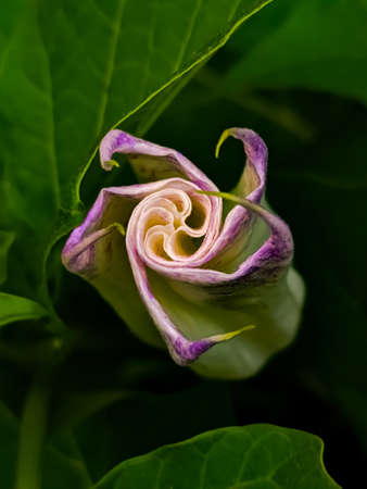 Datura stramonium flower on leaf garden flower white flowers garden flowerの写真素材