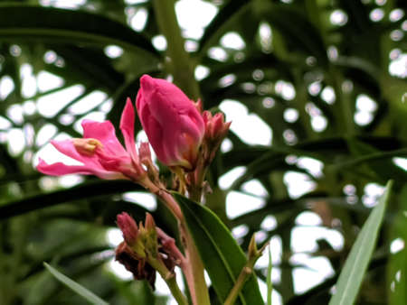 Nerium oleander plant flower in indian village gardenの写真素材