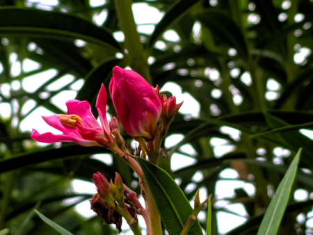 Nerium oleander plant flower in indian village gardenの写真素材