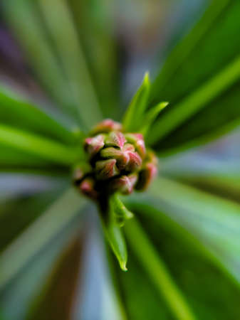 Nerium oleander plant flower in indian village gardenの写真素材
