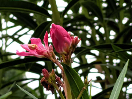 Nerium oleander plant flower in indian village gardenの写真素材