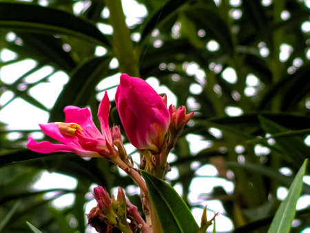 Nerium oleander plant flower in indian village gardenの写真素材