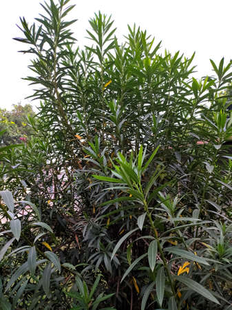 Nerium oleander plant flower in indian village gardenの写真素材
