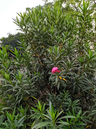 Nerium oleander plant flower in indian village garden
