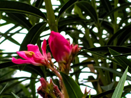 Nerium oleander plant red flower in indian village gardenの写真素材