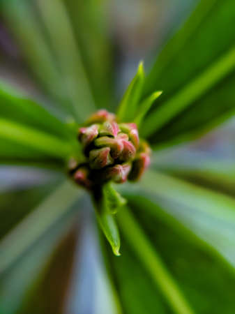 Nerium oleander plant red flower in indian village gardenの写真素材