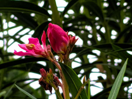Nerium oleander plant red flower in indian village gardenの写真素材