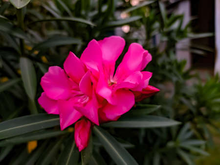 Nerium oleander plant red flower in indian village gardenの写真素材