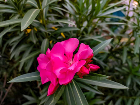 Nerium oleander plant red flower in indian village gardenの写真素材