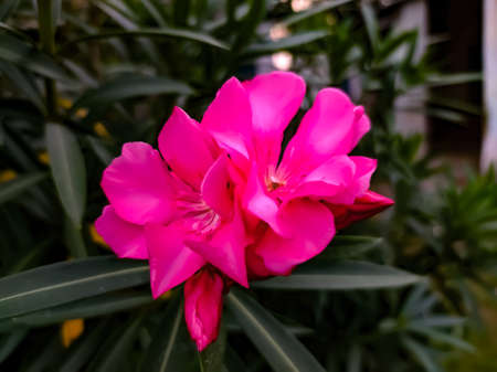 Nerium oleander plant red flower in indian village gardenの写真素材