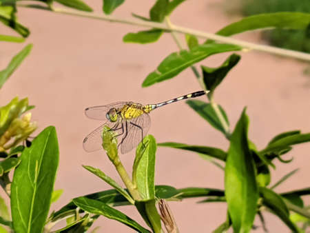 dragonfly on leaf garden dragonflyの写真素材