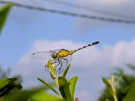 dragonfly on leaf garden dragonflyの写真素材