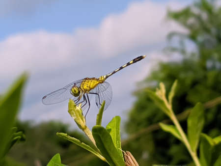 dragonfly on leaf garden dragonflyの写真素材