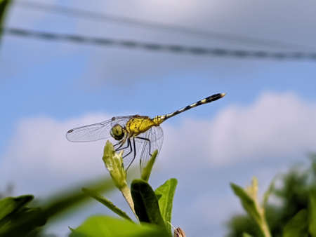 dragonfly on leaf garden dragonflyの写真素材