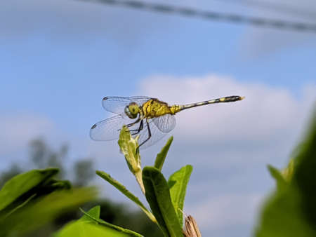 dragonfly on leaf garden dragonflyの写真素材