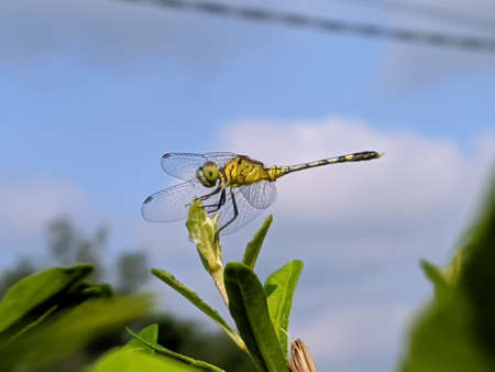 dragonfly on leaf garden dragonflyの写真素材