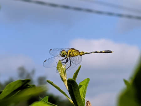 dragonfly on leaf garden dragonflyの写真素材