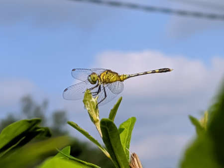 dragonfly on leaf garden dragonflyの写真素材