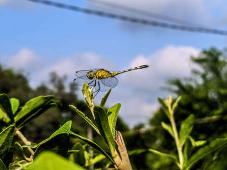 dragonfly on leaf garden dragonflyの写真素材