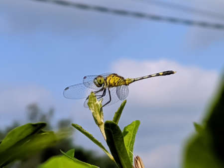 dragonfly on leaf garden dragonflyの写真素材