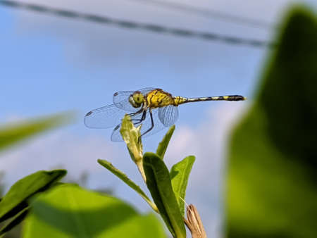 dragonfly on leaf garden dragonflyの写真素材