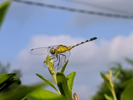 dragonfly on leaf garden dragonflyの写真素材