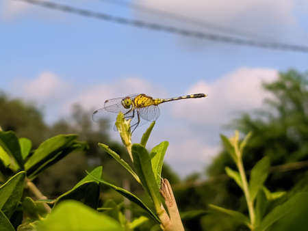 dragonfly on leaf garden dragonflyの写真素材