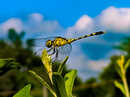 dragonfly on leaf garden dragonflyの写真素材