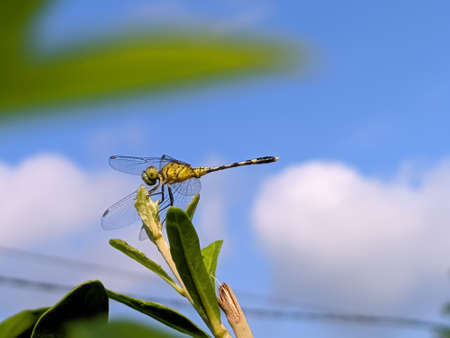 dragonfly on leaf garden dragonflyの写真素材