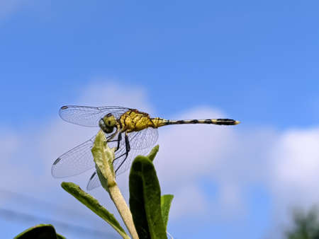 dragonfly on leaf garden dragonflyの写真素材