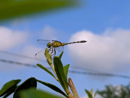 dragonfly on leaf garden dragonflyの写真素材