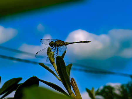 dragonfly on leaf garden dragonflyの写真素材