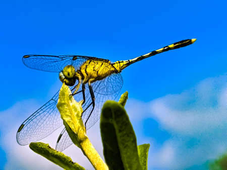 dragonfly on leaf garden dragonflyの写真素材