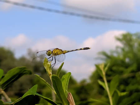 dragonfly on leaf garden dragonflyの写真素材