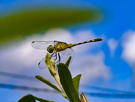 dragonfly on leaf garden dragonflyの写真素材