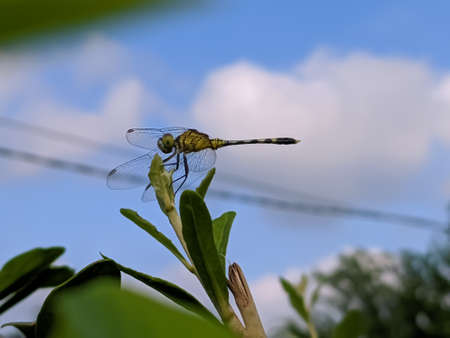 dragonfly on leaf garden dragonflyの写真素材