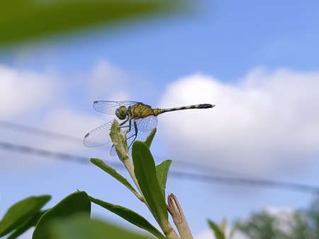 dragonfly on leaf garden dragonflyの写真素材