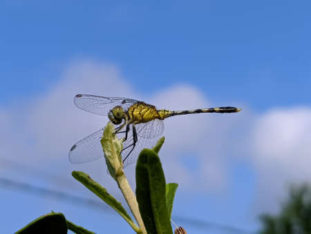 dragonfly on leaf garden dragonflyの写真素材