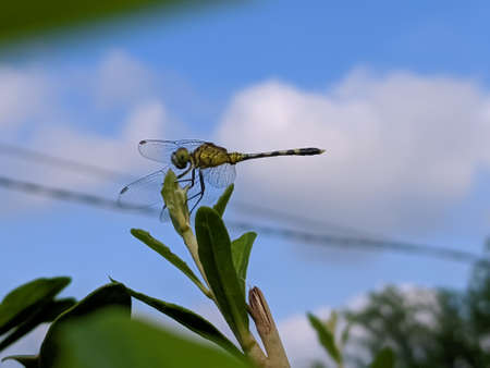 dragonfly on leaf garden dragonflyの写真素材